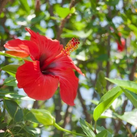Delphia Lourdata (Kefalonia)